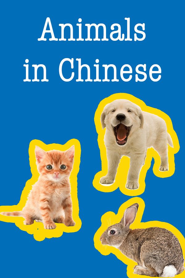Animals in Chinese