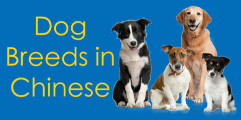 Dog Breeds in Chinese You Should Really Know Thumbnail