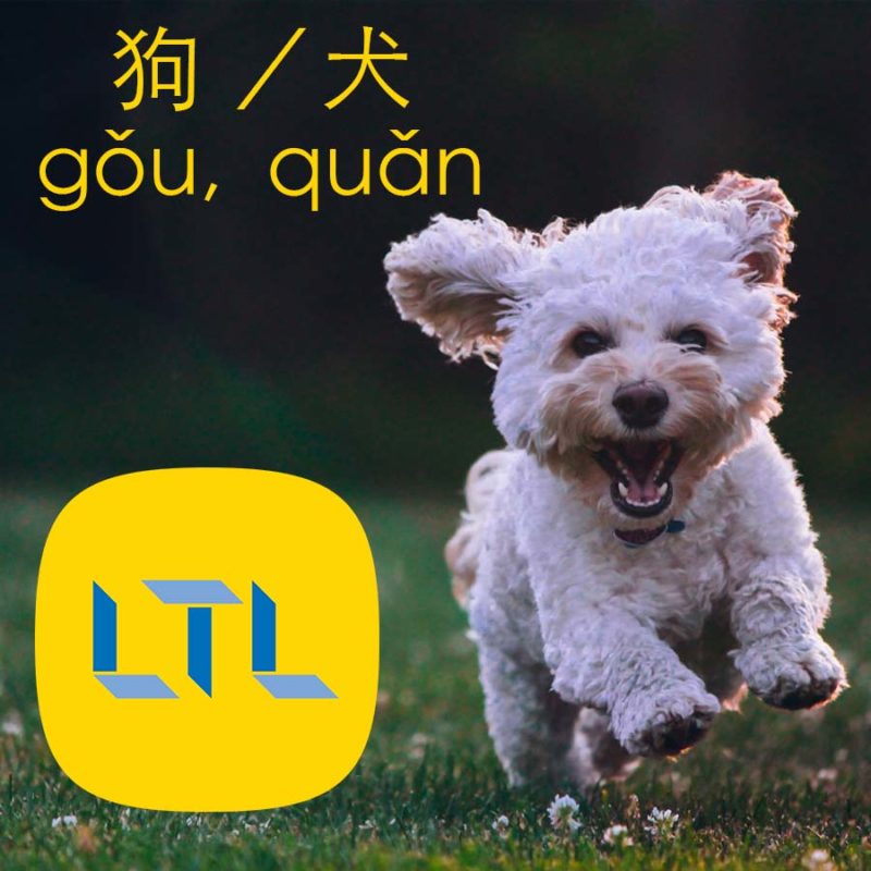 Dog in Chinese - dog breeds in Chinese