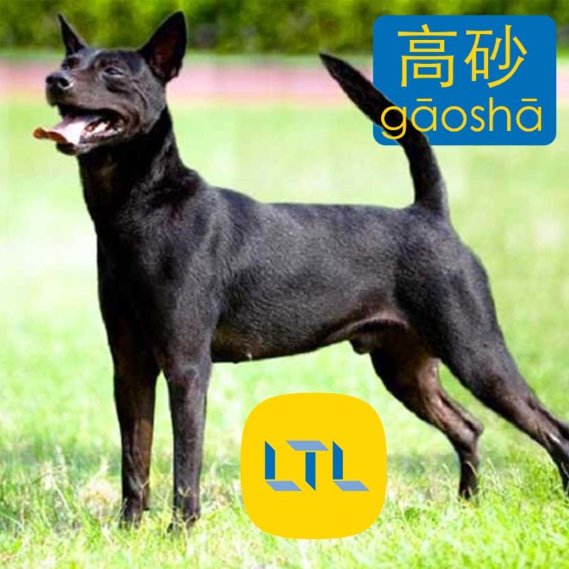 Formosan Mountain Dog - dog breeds in Chinese