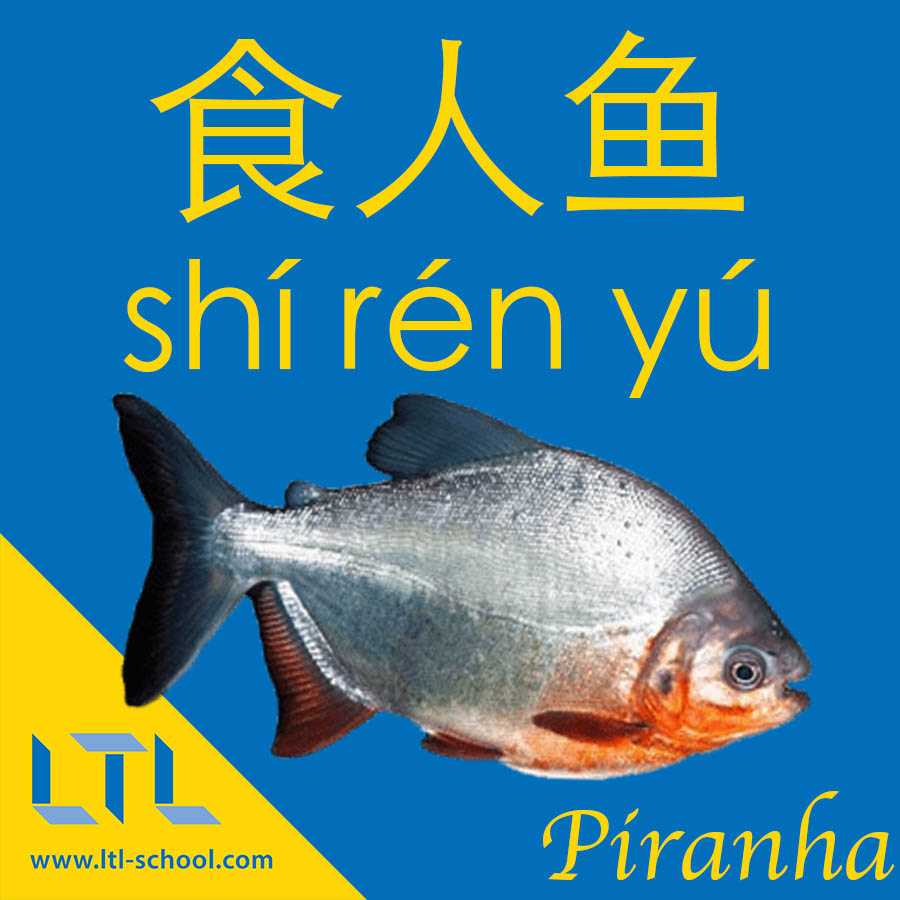 Piranha in Chinese