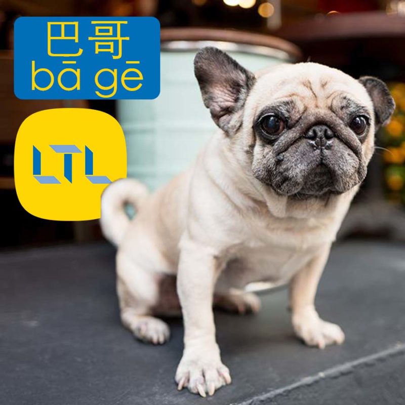 Pug in Chinese