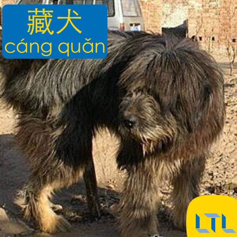 Tibetan Kyi Apso - dog breeds in chinese