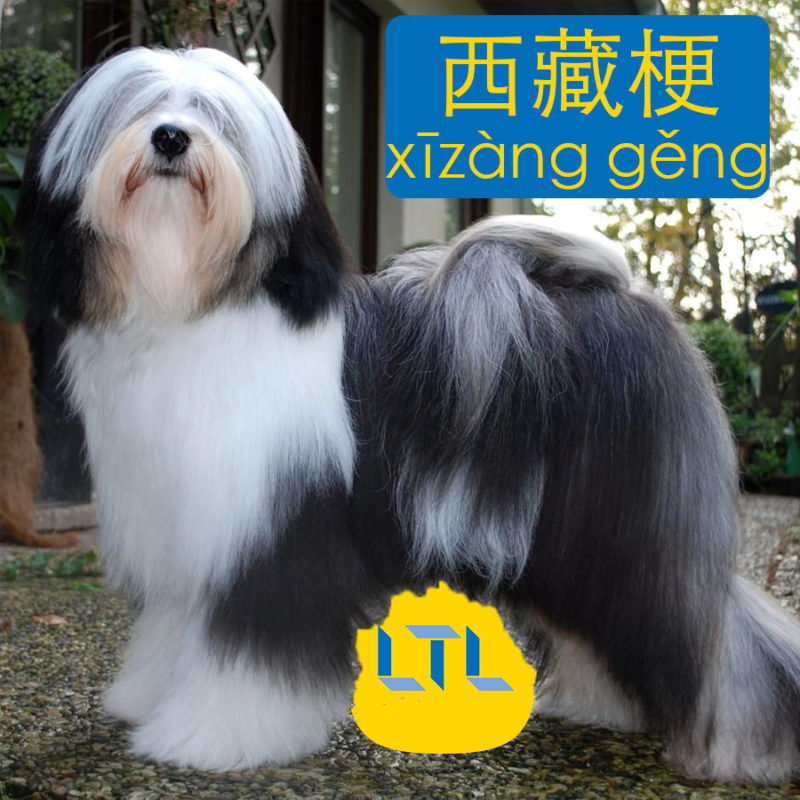 Tibetan Terrier - dog breeds in China