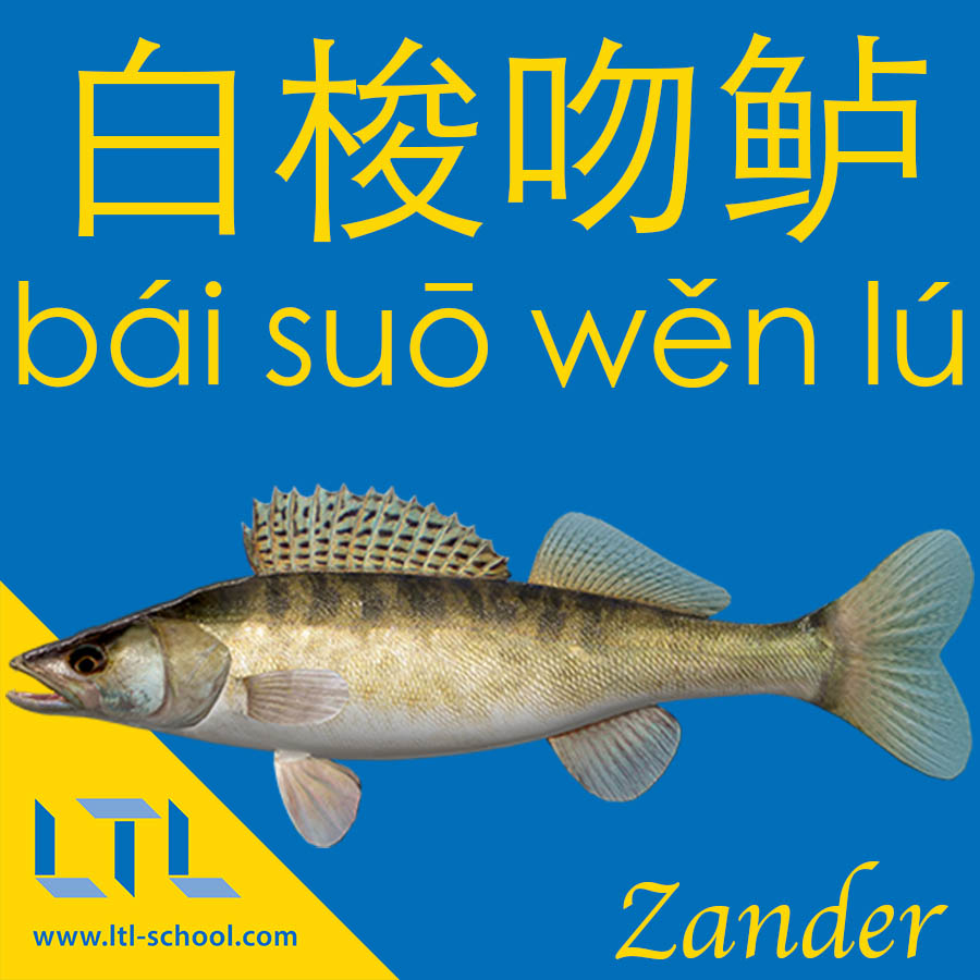 Zander in Chinese