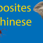67 Opposites in Chinese | The Ultimate Guide Thumbnail